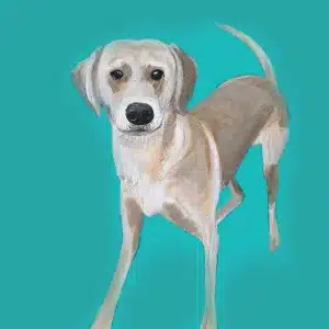  Bruno Dog Card